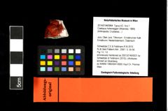 Foto (Objekt + Etikett) von Coelopus hoheneggeri (Moericke, 1889)  (NHMW-GEO-2014-0194-0964)